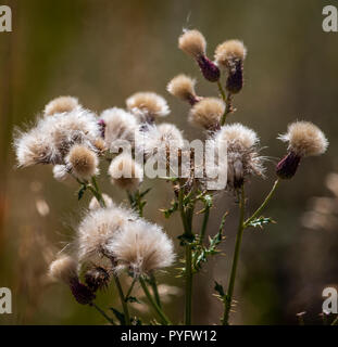 Samen der wilden Wiese Distel in der Nahaufnahme. Stockfoto