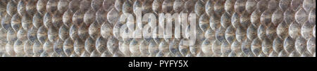 Essen Hintergrund Textur von Fisch schuppen close-up Stockfoto