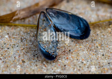 Makro einer Miesmuschel mit detaillierten Sandkörner am Strand Stockfoto