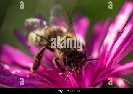 Biene auf 12.00 Uhr Blume Makro Nahaufnahme Stockfoto