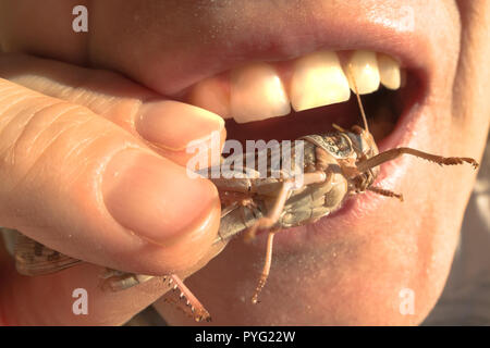 Mund schließen bis Essen eine Heuschrecke Insekt. Konzept Der neue alternative Essen Stil und zukünftige Proteinquelle. Stockfoto