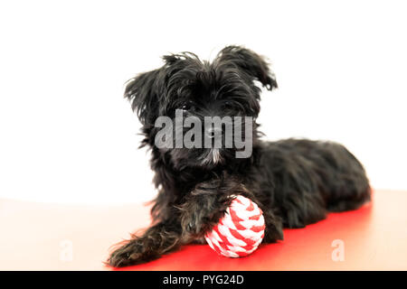 Schwarz Yorktese Malkie Hund wartet auf dem Sofa zu spielen, auf weißem Hintergrund mit Kopie Raum isoliert. Rasse Malteser und Yorkshire Terrier Hunde. Stockfoto