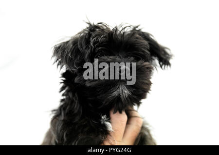 Yorktese Welpen schwarz auf weißem Hintergrund mit kopieren. Rasse Malteser und Yorkshire Terrier Hunde. Stockfoto