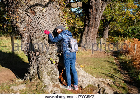 Edinburgh, Vereinigtes Königreich. 27. Oktober, 2018. Walker umarmen eine uralte Eiche in Dalkeith Country Park mit saisonalen Farben des Herbstes. Quelle: Craig Brown/Alamy Leben Nachrichten. Stockfoto