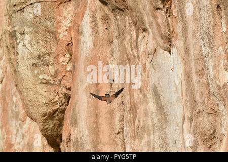 Nafplio, Griechenland. 27. Oktober 2018. Hawk der Art falco tinnuculus fliegen, um einen Platz am Strand von Arvanitia in Nafplio, Samstag, 27. Oktober 2018. Credit: VANGELIS BOUGIOTIS/Alamy leben Nachrichten Stockfoto