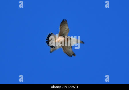 Nafplio, Griechenland. 27. Oktober 2018. Hawk der Art falco tinnuculus fliegen, um einen Platz am Strand von Arvanitia in Nafplio, Samstag, 27. Oktober 2018. Credit: VANGELIS BOUGIOTIS/Alamy leben Nachrichten Stockfoto