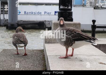 Bankside Piet London Vereinigtes Königreich 27. Oktober 2018. UK Wetter: Zwei Wasservögel ruhen auf der Oberseite der Schritte an Bankside Pier auf der Themse Credit: Fotografieren Nord/Alamy leben Nachrichten Stockfoto