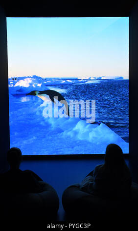 Bremen, Deutschland. 26 Okt, 2018. Zwei Mitarbeiter der Überseemuseum schauen Sie sich einen Film über kaiserpinguine in der Ausstellung "Antarktis". Die Ausstellung bietet Nahaufnahme Natur. Im Herzen des Multimedia Reise in das ewige Eis sind der Film und Foto Schüsse der Oscar-prämierte der Franzose Luc Jacquet. "Antarktis" läuft vom 27. Oktober 2018 bis 28. April 2019. Quelle: Carmen Jaspersen/dpa/Alamy leben Nachrichten Stockfoto