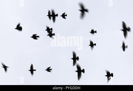 Frankfurt am Main, Deutschland. 28 Okt, 2018. Fliegen am Morgen Stare, bevor der graue Himmel über der Stadt (Foto mit längerer Belichtungszeit). Foto: Frank Rumpenhorst/dpa/Alamy leben Nachrichten Stockfoto