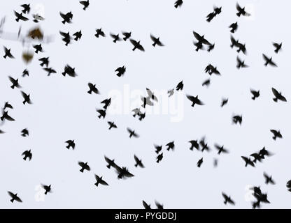 Frankfurt am Main, Deutschland. 28 Okt, 2018. Fliegen am Morgen Stare, bevor der graue Himmel über der Stadt (Foto mit längerer Belichtungszeit). Foto: Frank Rumpenhorst/dpa/Alamy leben Nachrichten Stockfoto