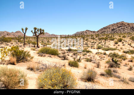 Joshua Tree National Park mit seinen typischen Bäume und Felsen in der Nähe von Palm Springs in der kalifornischen Wüste in den USA Stockfoto