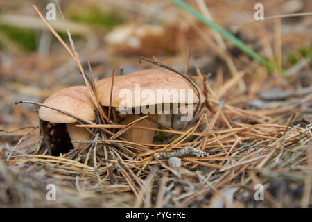 Zwei Suillus bovinus, auch bekannt als das Jersey Kuh Pilz oder Rinder bolete Stockfoto