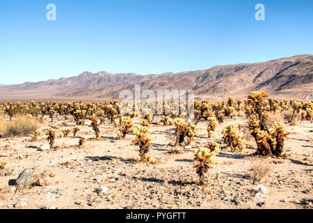 Joshua Tree National Park mit seinen typischen Bäume und Felsen in der Nähe von Palm Springs in der kalifornischen Wüste in den USA Stockfoto