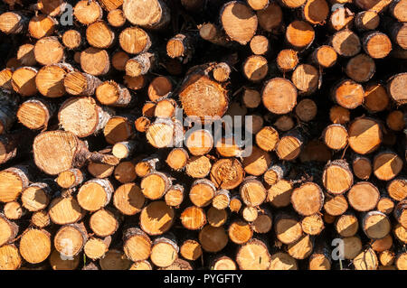 Enden von Schnittholz in einem Log-Stapel. Stockfoto