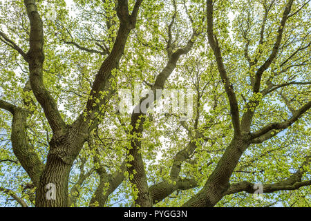 In der Nähe von großen Ästen eines alten Eiche im Frühling, Bluebell Wood in der Nähe von Coventry, Warwickshire, England, Großbritannien Stockfoto