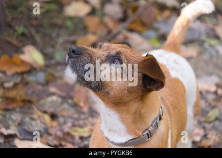 Jack Russell Terrier Stockfoto