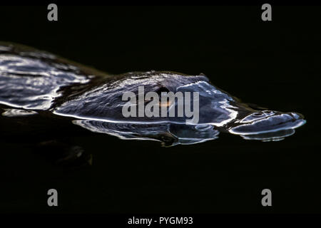 Nahaufnahme Portrait von duckbilled platypus Tasmanien Australien Stockfoto