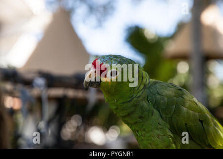 Rot - gekrönte amazon Amazona viridigenalis Sitzstangen in der Gefangenschaft in Florida Stockfoto