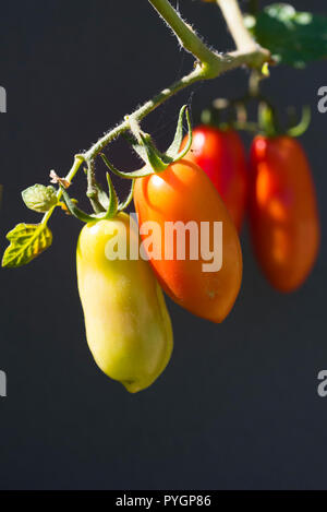 Truss von homegrown San Marzano Tomaten in verschiedenen Stadien der Reifezeit, vor dunklen gerendert Garten Wand gepflanzt, Seitenansicht mit schwarzem Hintergrund Stockfoto