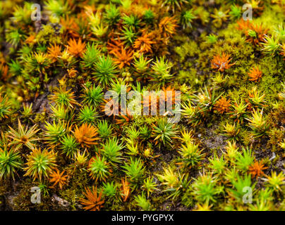 Niedrig wachsenden grün und orange Moos auf den Felsen der irischen Küste entlang des Ring of Kerry in Irland Stockfoto