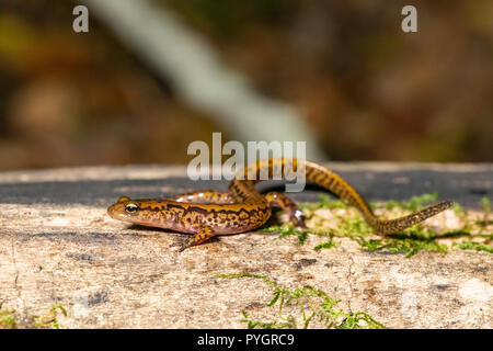 Long-tailed Salamander - Eurycea longicauda Stockfoto
