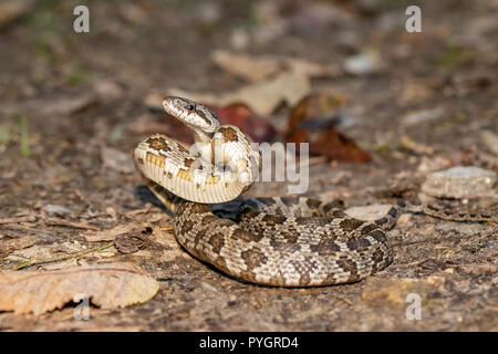 Junge midland Ratte Schlange - spiloides Pantherophis Stockfoto