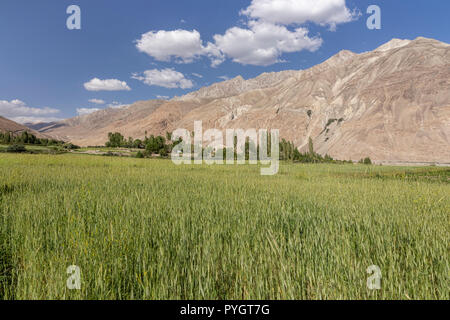 Weizenfelder in Langar nach Osten in tadschikischen Wakhan zu Terminus der Afghanischen Pamir, Langar, Wakhan Valley, Tadschikistan Stockfoto