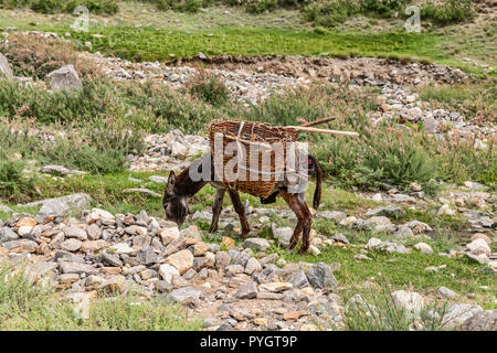 Die Esel tragen Körbe gesehen auf die Engels Peak Hill Trek in der Pamir, Langar, tadschikischen Wakhan, Tadschikistan Stockfoto