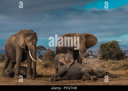 Dieses Bild von der Familie des Elefanten im Amboseli in Kenia. Stockfoto