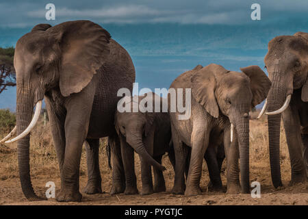 Dieses Bild von der Familie des Elefanten im Amboseli in Kenia. Stockfoto