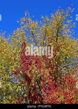 Virginia Creeper (parthenocissus Subtomentosa) Pflanze mit leuchtend roten Blätter klettern auf der Weide im Herbst Saison Stockfoto