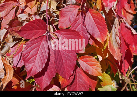Helle rote Blätter von fünf-leaved Virginia Creeper (parthenocissus Subtomentosa) im Herbst Saison, close-up Stockfoto