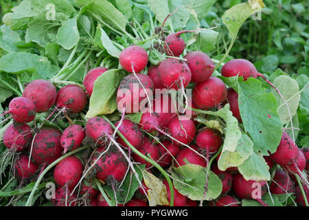 Haufen frischen roten Rettich Wurzeln im Garten während der Ernte Outdoor, close-up Stockfoto
