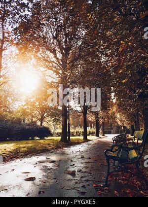 Herbst Straße mit Blätter nach Regen. Sonnigen Tag auf der Avenue. Allee mit Bäumen, Lampe und Bänken. Herbst Jahreszeit. Indian Summer. Stockfoto