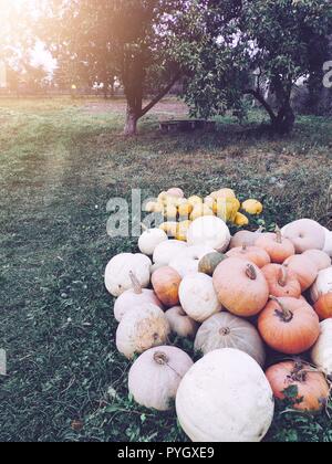 Weiss Kurbis Im Garten Wachst Stockfotografie Alamy