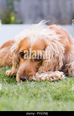 English Cocker Spaniel hund zur Festlegung von der Kamera suchen, Portrait. Er wurde gerettet durch die Rspca von entsetzlichen Bedingungen in einen Welpen Farm und Zuhause gefunden Stockfoto