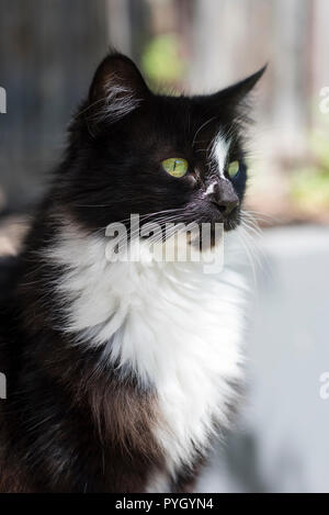 Schwarze und weiße Katze mit grünen Augen, Porträt Stockfoto
