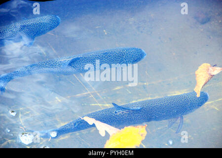 Regenbogenforelle im Wasser in Trout Farm. Fischzucht. Fische schwimmen im Wasser mit herbstlichen Blätter Stockfoto