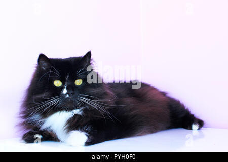 Schwarze Katze legt auf dem rosa Ausschreibung Hintergrund. Inländische pet hat einen Rest Stockfoto