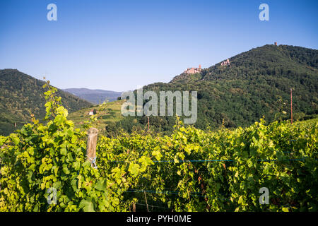 Weinberge in der Nähe von Colmar, Frankreich, Europa Stockfoto