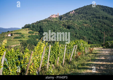 Weinberge in der Nähe von Colmar, Frankreich, Europa Stockfoto