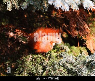 Berlin, Deutschland. 08 Nov, 2017. Eichhörnchen auf einem Zweig eines Baumes im Bezirk Steglitz. Quelle: Simone Kuhlmey/Pacific Press/Alamy leben Nachrichten Stockfoto