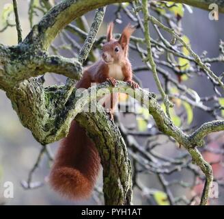 Berlin, Deutschland. 02 Nov, 2017. Eichhörnchen auf einem Zweig eines Baumes im Bezirk Steglitz. Quelle: Simone Kuhlmey/Pacific Press/Alamy leben Nachrichten Stockfoto