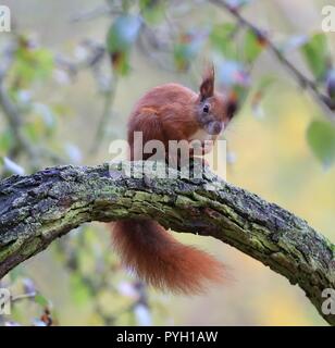 Berlin, Deutschland. 02 Nov, 2017. Eichhörnchen auf einem Zweig eines Baumes im Bezirk Steglitz. Quelle: Simone Kuhlmey/Pacific Press/Alamy leben Nachrichten Stockfoto