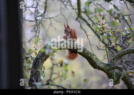 Berlin, Deutschland. 02 Nov, 2017. Eichhörnchen auf einem Zweig eines Baumes im Bezirk Steglitz. Quelle: Simone Kuhlmey/Pacific Press/Alamy leben Nachrichten Stockfoto