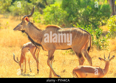 Seitenansicht des Kudus Familie mit Baby, eine Antilopenarten, in Buschland stehend, Krüger Nationalpark, Südafrika. Game Drive Safari. Abendlicht. Tragelaphus Strepsiceros Arten. Stockfoto