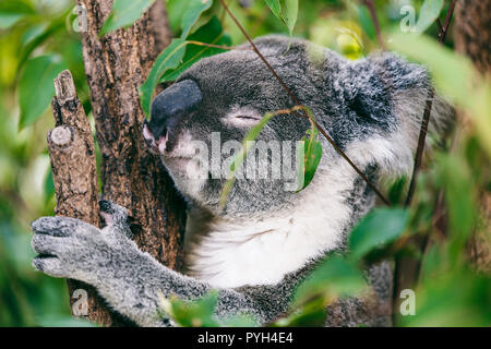 Koala schlafen Stockfoto