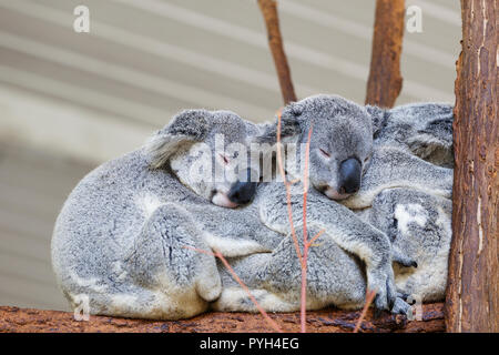 Koalas schlafen, Brisbane. Stockfoto