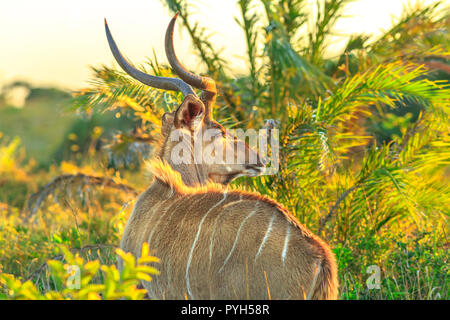 Kudus wissen auch als Spirale gehörnten Antilope im iSimangaliso Wetland Park bei Sonnenuntergang, Südafrika. Tragelaphus Strepsiceros Arten. Stockfoto