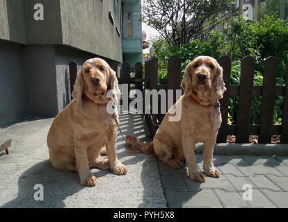 Posen, Großpolen, Polen - zwei Cocker Spaniels sind, die auf ihren Herrn warten vor einem Geschäft. Stockfoto